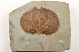 Fossil Leaf (Zizyphoides) - Montana #203550-1